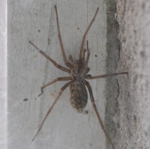 Eratigena atrica