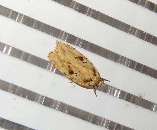 Agonopterix arenella