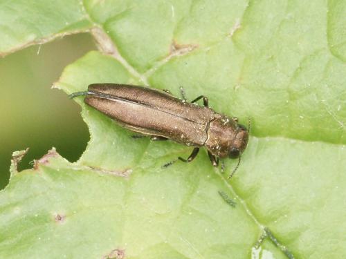 Réf. 164 651 : Agrilus sp.