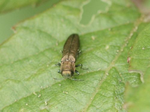 Réf. 164 652 : Agrilus sp.