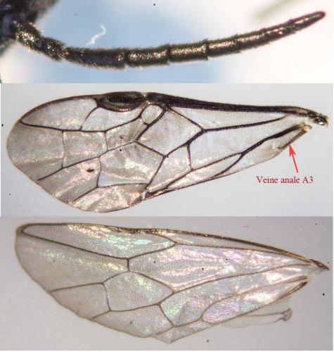 Cladardis elongatula
