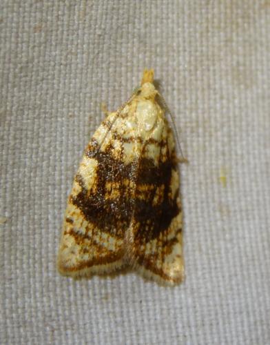 Réf. 164 369 : Aleimma loeflingiana