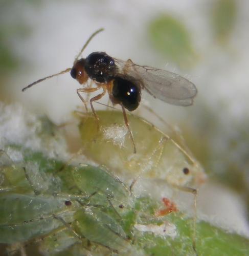 Alloxysta sp.