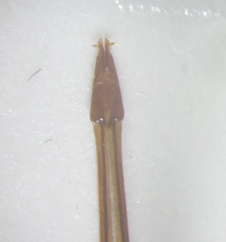 Ampedus sp.