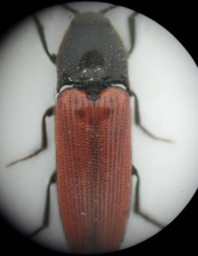 Ampedus sp.