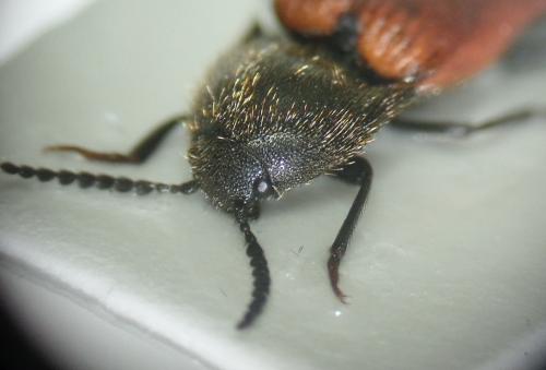 Ampedus sp.