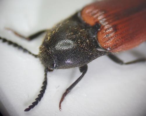 Ampedus sp.