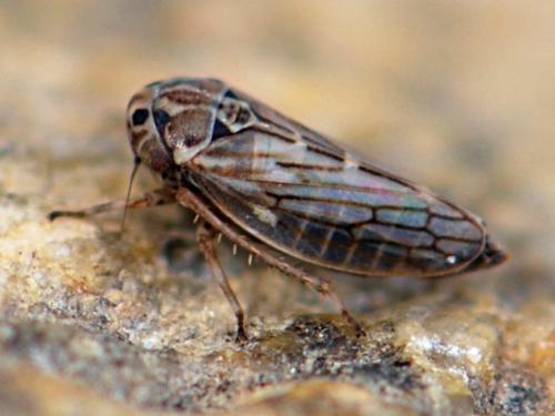 Anaceratagallia sp.