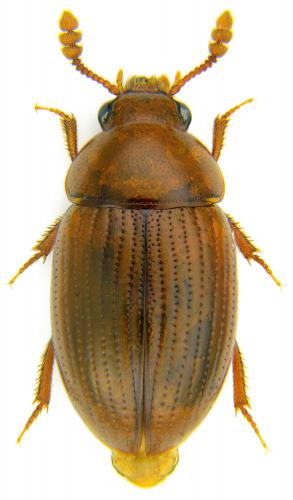 Triarthron maerkelii