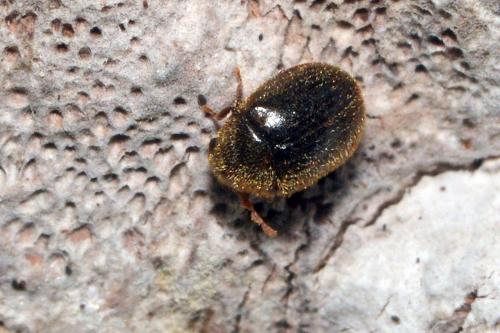 Réf. 164 567 : Dorcatoma sp.