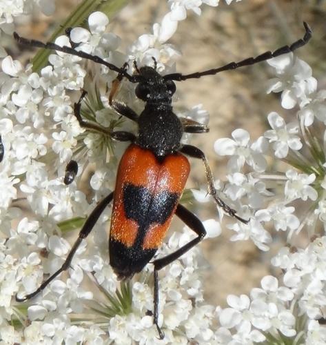 Réf. 164 895 : Stictoleptura cordigera