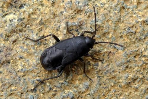 Aphanus rolandri