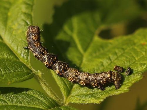 Phigalia pilosaria