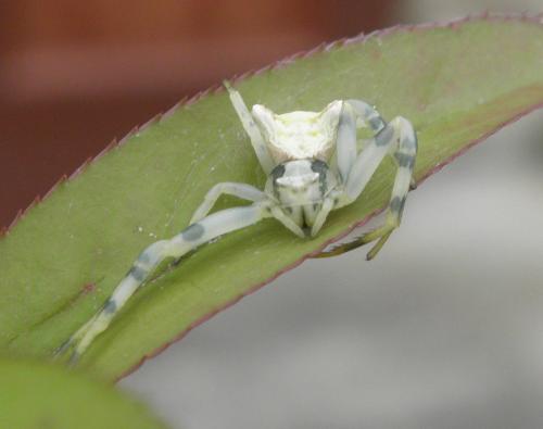 Thomisus onustus