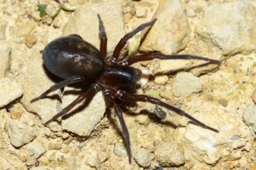 Amaurobius ferox