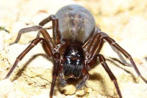 Amaurobius ferox