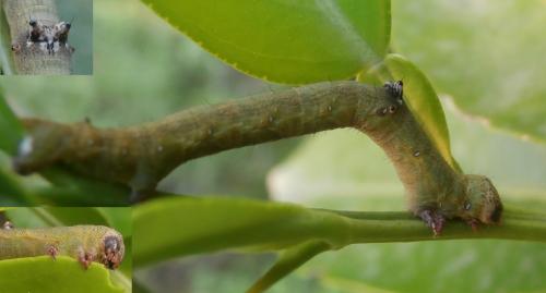Ascotis selenaria