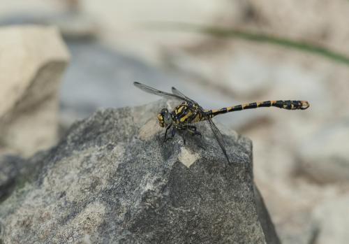 Onychogomphus uncatus