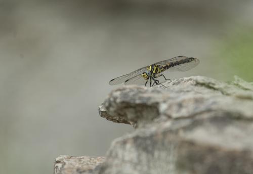 Onychogomphus uncatus