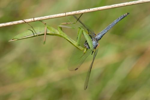 Orthetrum brunneum