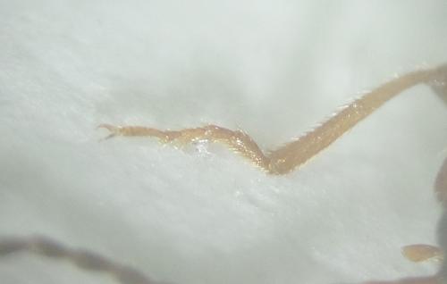 Athous campyloides
