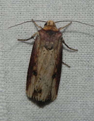 Réf. 164 522 : Axylia putris