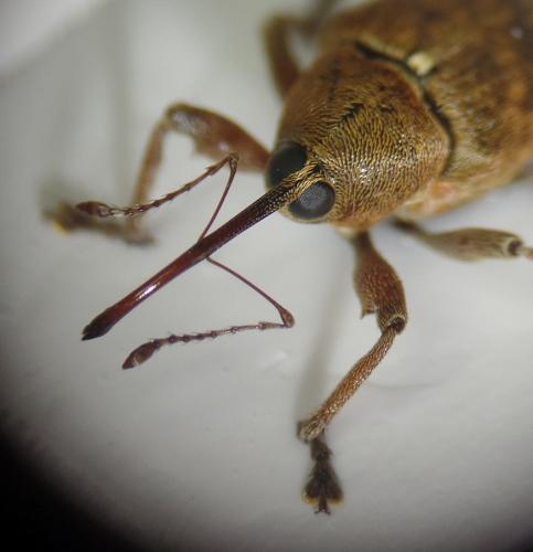 Curculio glandium