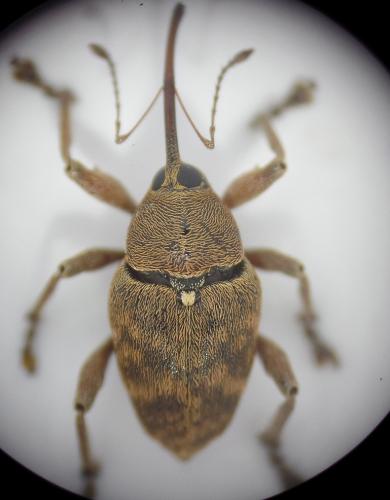 Curculio glandium