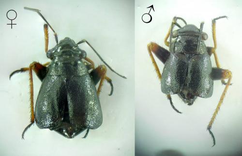Barbarosia decalvata