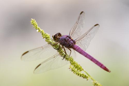 Orthemis ferruginea