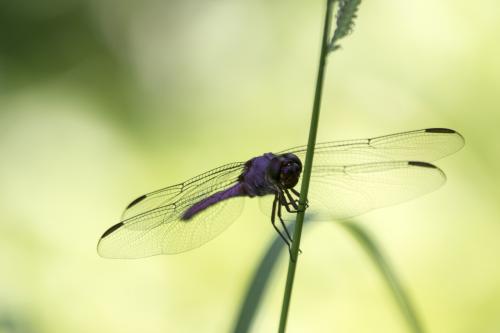 Orthemis ferruginea