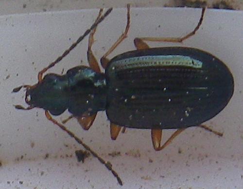 Bembidion sp.