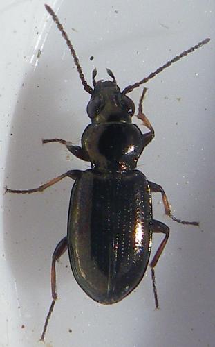 Bembidion properans