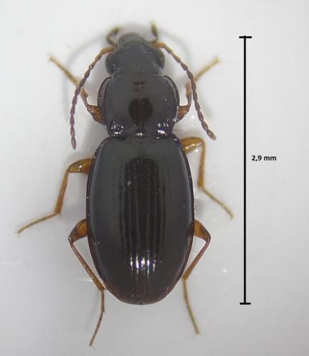 Réf. 164 004 : Bembidion obtusum