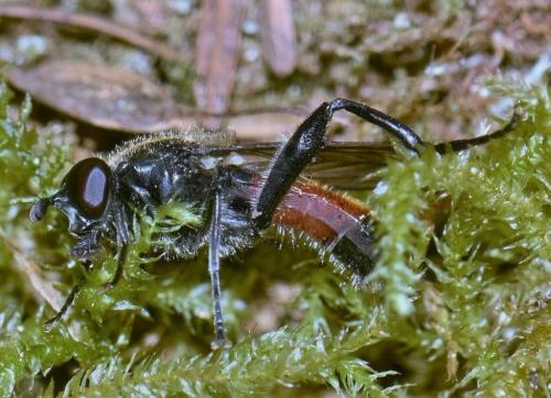 Brachypalpoides lentus