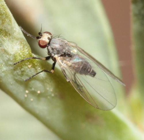 Chromatomyia horticola