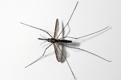 Réf. 164 263 : Anopheles sp.