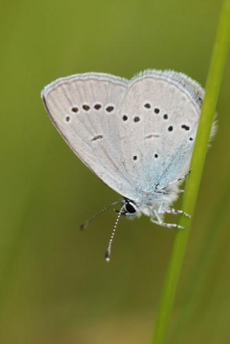 Cupido minimus