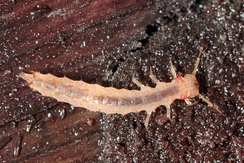 Réf. 164 945 : Uleiota planatus