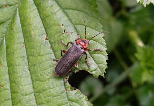 Cantharis rustica
