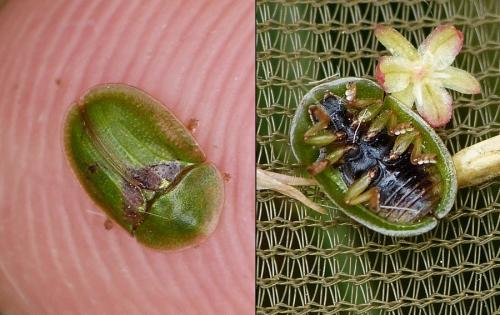Cassida sanguinolenta