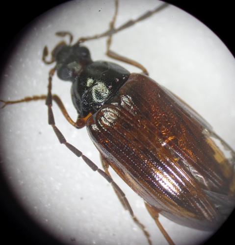Réf. 164 244 : Gonodera luperus