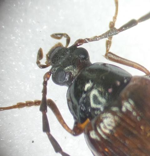 Réf. 164 246 : Gonodera luperus