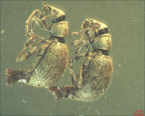 Réf. 164 272 : Sciaphilus asperatus