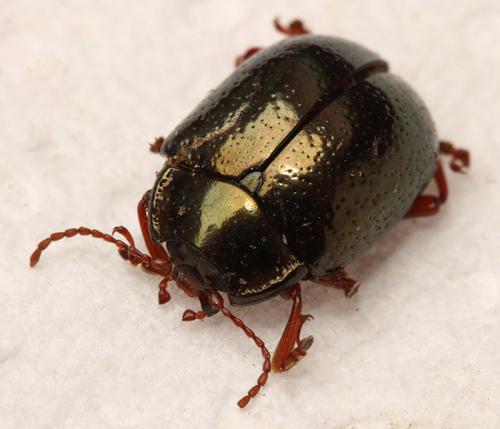 Réf. 164 990 : Chrysolina bankii