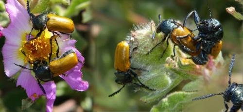 Labidostomis taxicornis