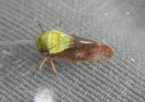 Réf. 164 016 : Oncopsis carpini