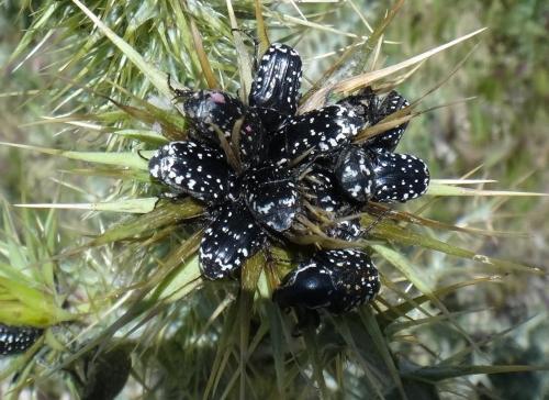 Réf. 164 986 : Oxythyrea cinctella