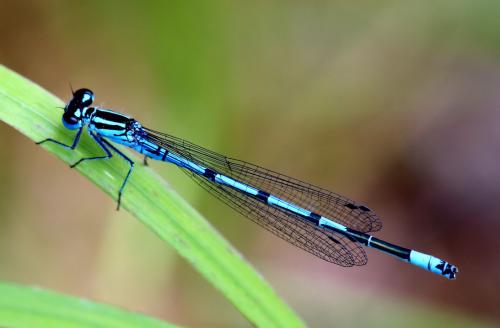 Coenagrion puella