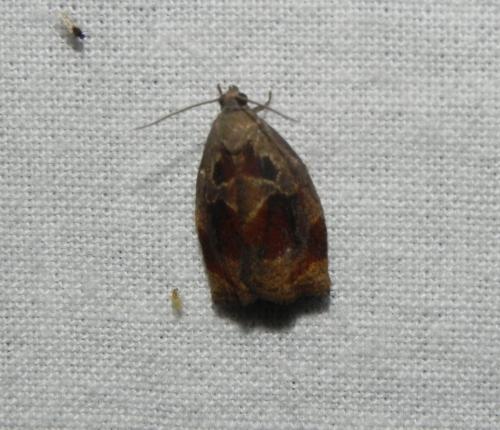 Réf. 164 577 : Archips crataegana